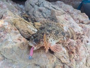 Brown Scorpionfish