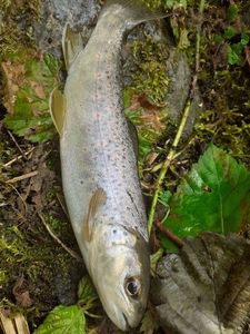 Brown Trout