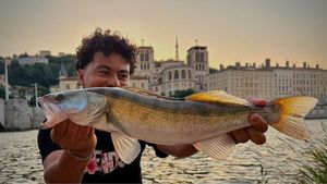Zander