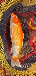 Koï Fish
