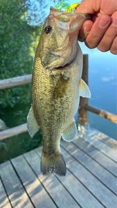 Largemouth Bass