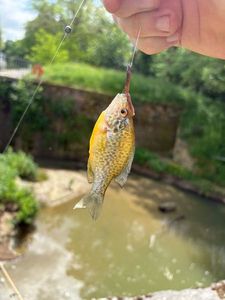 Green Sunfish