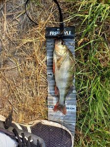 European Perch