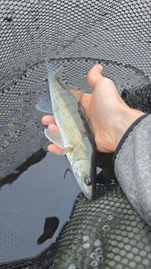 Zander