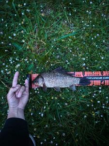 Crucian Carp