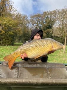 Common Carp