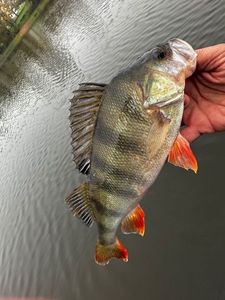 European Perch
