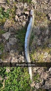 European Eel (Common Eel)