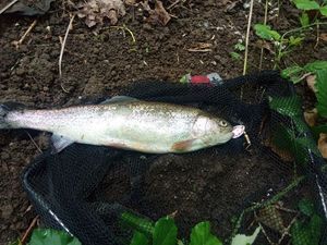 Rainbow Trout