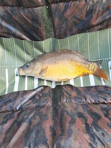 Leather Carp