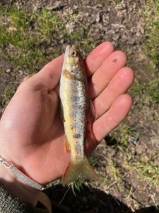 Brown Trout