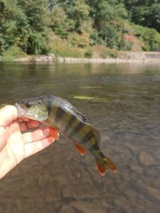 European Perch