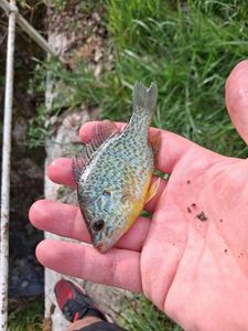 Pumpkinseed