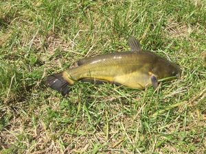 Black Bullhead