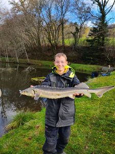 Sturgeon
