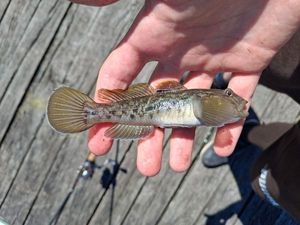 Round Goby
