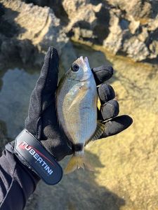 White Seabream