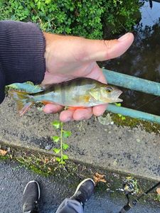 European Perch