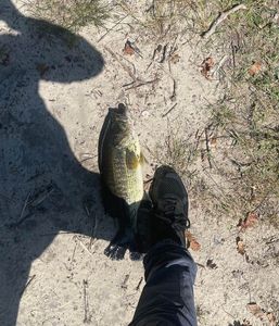 Largemouth Bass