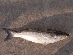 Thicklip Grey Mullet