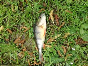 European Perch