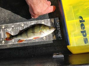 European Perch