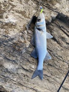 European Bass (Seabass)