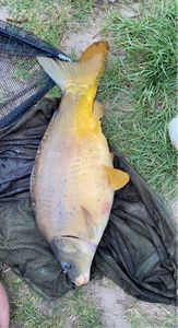 Leather Carp