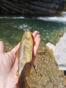 Brown Trout