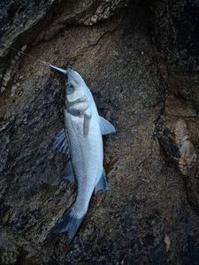 European Bass (Seabass)