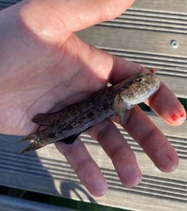 Giant Goby