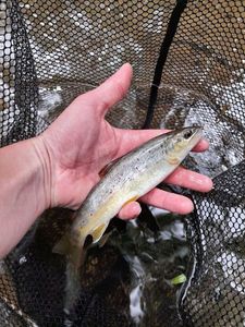 Brown Trout