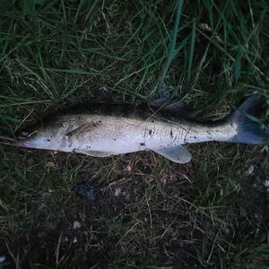 Zander