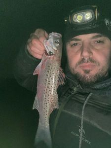 Spotted Seabass