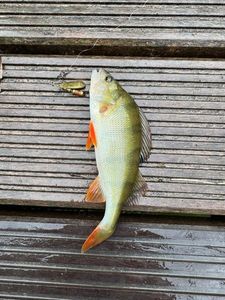 European Perch