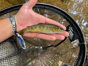Brown Trout