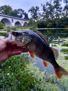 European Perch