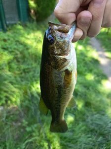 Largemouth Bass