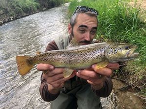 Brown Trout