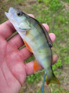 European Perch
