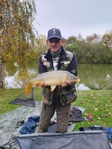 Common Carp