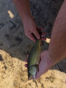 Largemouth Bass