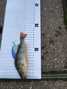 European Perch