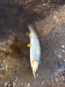 Brown Trout