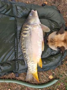 Mirror Carp