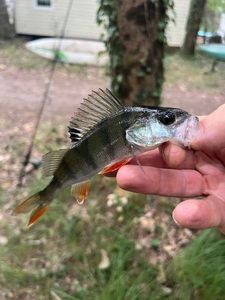 European Perch