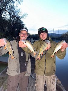 European Perch