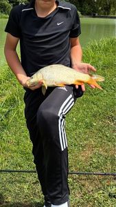 Common Carp
