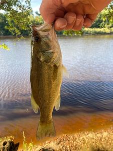 Largemouth Bass