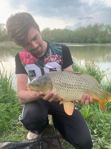 Common Carp